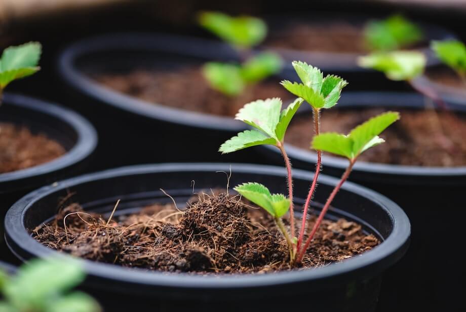 Sadzonka maliny w dużej donicy